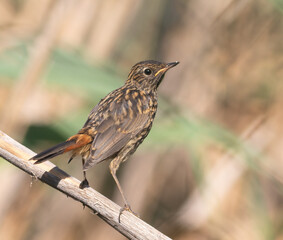 Fototapeta premium Bluethroat, Luscinia svecica. A young bird sits on a reed near the river