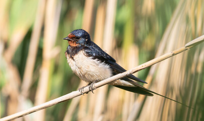 Barn swallow, Hirundo rustica. Early in the morning, a bird sat down to rest on a reed