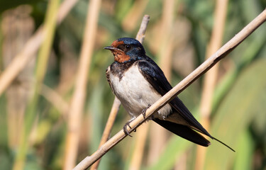 Barn swallow, Hirundo rustica. Early in the morning, a bird sat down to rest on a reed