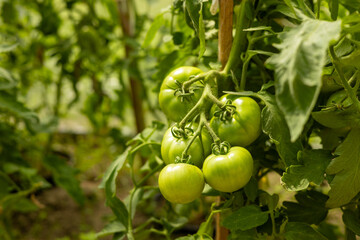 Green tomatoes in the beds on branch. Agriculture concept. Eco product