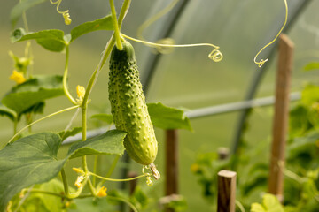 Harvest green cucumbers on the branches. Selective focus. Nature background. Bio product, organic farm
