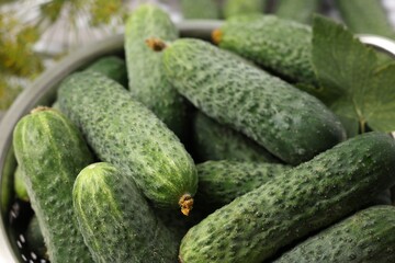 Fresh green cucumbers in colander on table, closeup