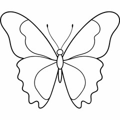 Butterfly vector illustration