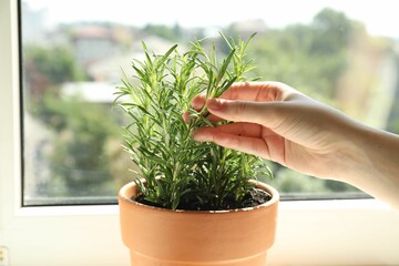 Woman with potted rosemary near window, closeup. Fresh herb