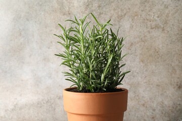 Rosemary plant growing in pot on grey background. Aromatic herb