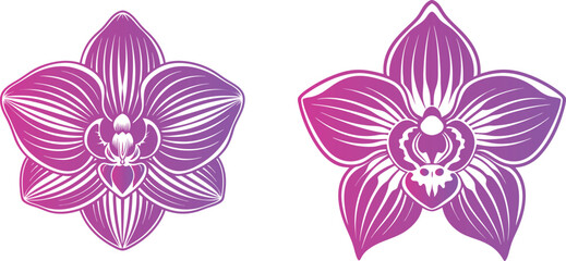 pink orchid isolated on white © Chromatic Pulse