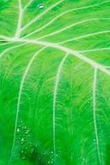 Close-up view green leaf, evergreen tropical exotic jungle plants, wild nature concept, real photo