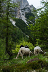 Sheep Roaming Freely in High Alpine Mountains During Summer
