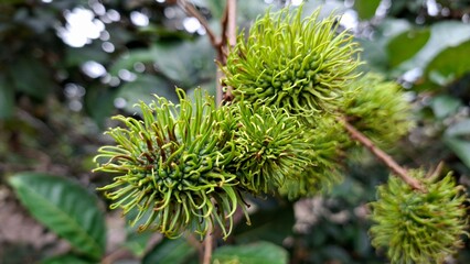 Close-up of Rambutan Fruit