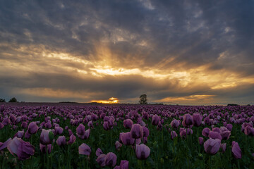 Pinker Mohn