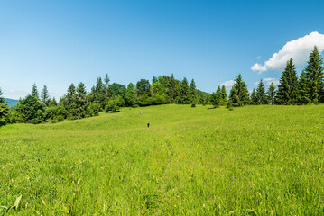 Hiking in Velka Fatra mountains in Slovakia - few hikers on mountain meadow with trees on tha background between Nad hlbokou and Sedlo Polana trailposts © honza28683
