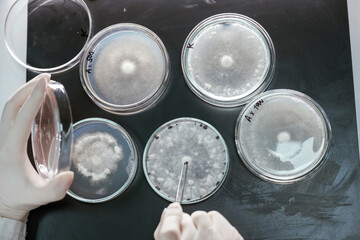 In gloves. Woman is working with Sclerotinia that is in the rounded containers in the laboratory