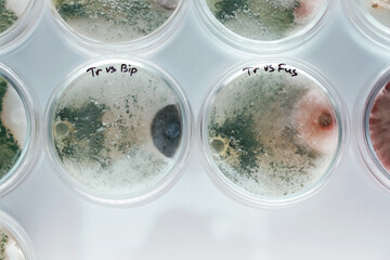 Green and red colors. Trichoderma and Sclerotinia in the laboratory in the special rounded...
