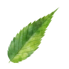 Obraz premium leaf