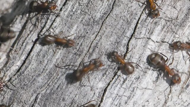 Red ants nest close up. Fire ants crawling on the log to the anthill