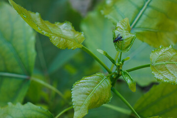 Hojas de álamo negro, populus nigra, en la zona recreativa del preventorio de Alcoy, España