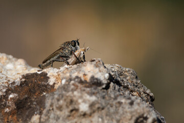 Mosca asesina, asilidae, desayunando una polilla, Alcoy, España