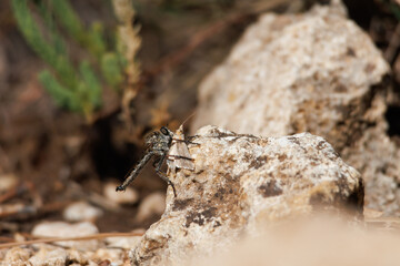 Mosca asesina, asilidae, desayunando una polilla, Alcoy, España