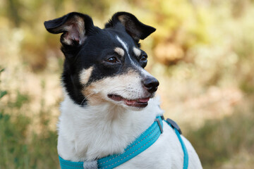 Retrato de perro hembra ratonero Bodeguero con mirada perdida, Alcoy, España