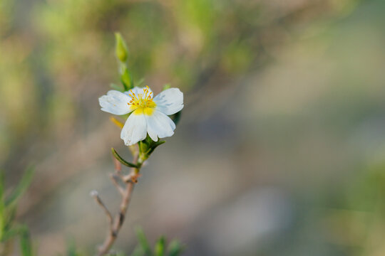 Flor de jarilla, helianthemum almeriense, con enfoque selectivo en los estambres de la flor y espacio negativo