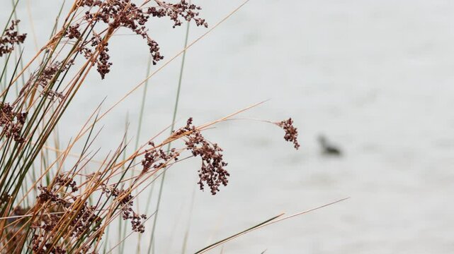 Birds Swimming Near Juncus Effusus