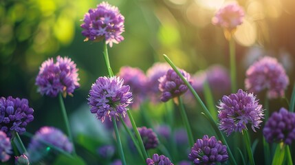 Fototapeta premium Springtime garden with blooming lilac flowers and an onion blossom.
