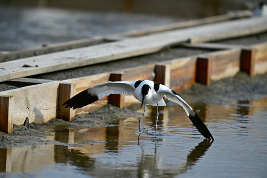 "verleitender" S&auml;belschn&auml;bler // Pied avocet (Recurvirostra avosetta) 