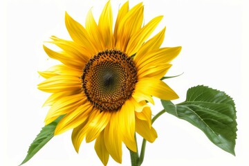 Obraz premium Sunflower against white background