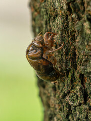 木の幹を掴む蝉の抜け殻