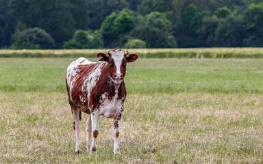Polska krowa mleczna, bydło czerwono-białe stoi na pastwisku © Paweł Kacperek