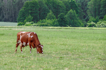 Ruda krowa zjada świeża trawę na pastwisku © Paweł Kacperek