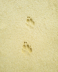 Footprints of a dog in sea sand, photographed from above in close-up. Walking in the sea with my beloved dog and friend. with free space for text. Suitable for vacation postcards