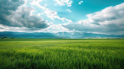 green field and blue sky