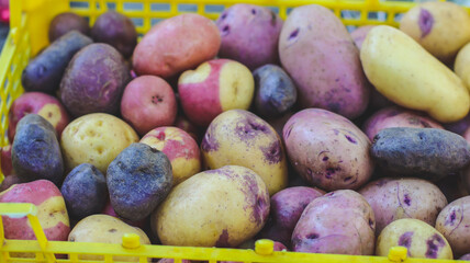 Colorful Organic Potatoes Tubers Close-Up In A Drawer