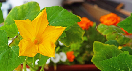 Bright orange pumpkin flower in bloom. Yellow flowering pumpkin in the garden