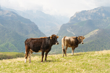 Two brown cows on a mountain pasture in the sunny summer view of the Caucasus Mountains in Upper Balkaria, Russia..High quality photo