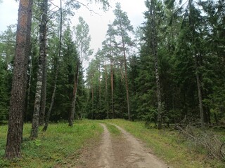 Kurtuvenai regional park during cloudy day. Pine tree forest. Footpath in woodland. Moss growing on soil. Some small grass and tress growing in woods. Summer season. Kurtuvenu regioninis parkas.