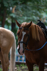 Obraz premium horse and rider