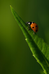 Ladybug / Marienkäfer
