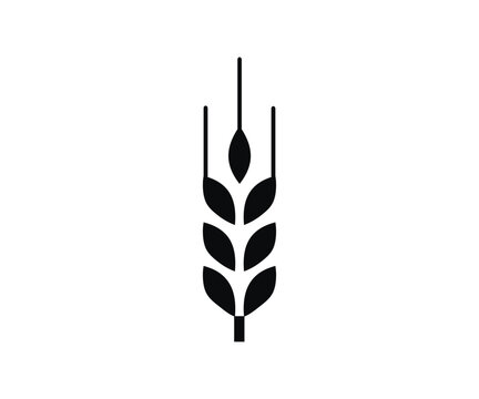 Wheat and rye icon. Cereals grain. Agriculture symbol. Wheat spikelet. Symbol of fertility, symbol of wealth, symbol of life vector design and illustration.

