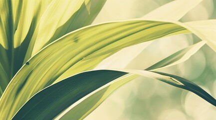 Obraz premium leaves in the wind