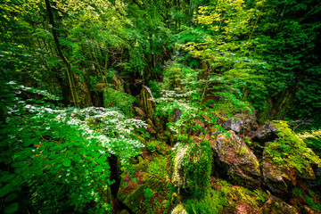 Path through nature at the Felsenmeer in Hemer. Forested biotope with rocks in the Sauerland.
