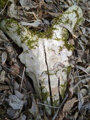 A vertical shot of the skull bone, the head of a goat with horns, with moss of the cuckoo flax species overgrown on it, lies in the forest among the fallen last year's dry leaves of oak and willow