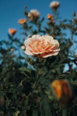 Rose Garden