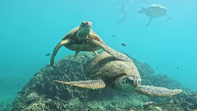 One Green sea turtles hitches a ride on another turtle at a cleaning station on a large coral head in the warm tropical waters of Hawaii, USA