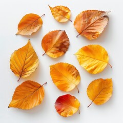 Obraz premium Autumn Vibes - Dry Yellow and Orange Leaves on White Background, Top View