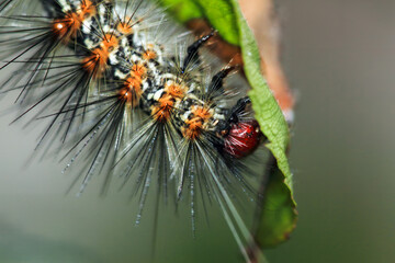 A Lemyra imparilis caterpillar with a red head, orange stripes, and white spots along its back eating a leaf. Close-up view, Wulai, Taiwan.
