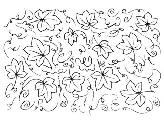Botanic set of grapes, leaves, branch, vine bunch, berries, plants. Decorative Elements for Decoration. Hand drawing doodles of vector vintage botanical elements. Line art