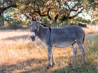 Serene Donkey in Sunlit Pastoral Landscape