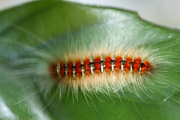 Detailed view of Manulea hokopo caterpillar with black, white and orange body and white hairs. A unique specimen from its natural habitat in Wulai, Taiwan.